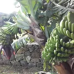De Baixo Da Ponte Biscoitos (Terceira)