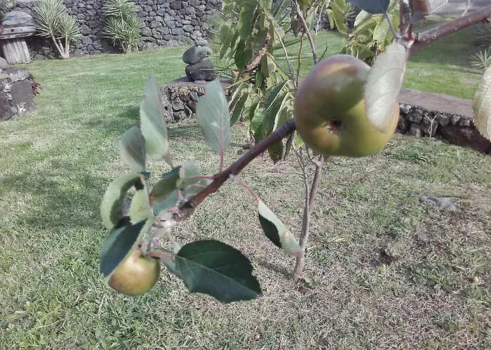 度假居 桥下度假屋 Biscoitos (Terceira)